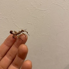 ユウレイヒレアシナナフシ　幼虫4頭