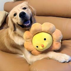 ゴールデンレトリバーの犬友達募集中！ - その他