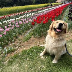 ゴールデンレトリバーの犬友達募集中！ - 龍ケ崎市