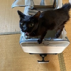 推定5~6ヶ月の黒猫女の子