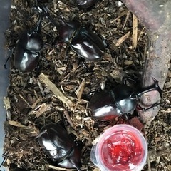 カブト虫
　オスメス