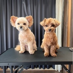 犬友さん募集❣️