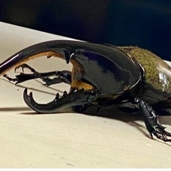 ヘラクレス成虫ペアと飼育セットの画像