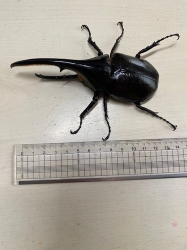 ヘラクレス成虫ペアと飼育セット