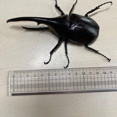ヘラクレス成虫ペアと飼育セット