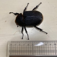 ヘラクレス成虫ペアと飼育セットの画像