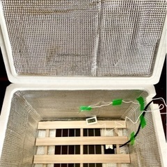 ヘラクレス成虫ペアと飼育セットの画像