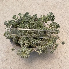 多肉植物　姫秀麗の画像