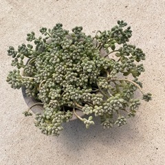 多肉植物　姫秀麗の画像