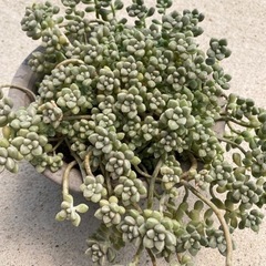 多肉植物　姫秀麗の画像