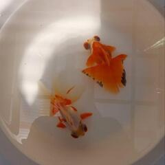 更紗蝶尾の稚魚の画像