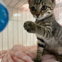 里親様が決まりました✨️ありがとうございました😊残り保護できてな...