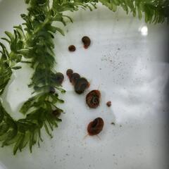 レッドラムズホーン　ヒメタニシ