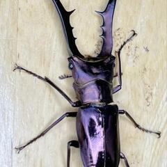 メタリフェルホソアカクワガタ幼虫5匹　パープル