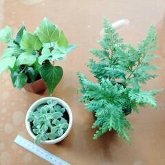 植物3種まとめて 200円！