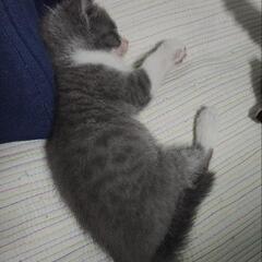 子猫里親募集