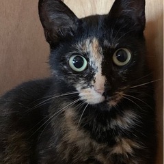 サビ猫女の子の里親さんになってください