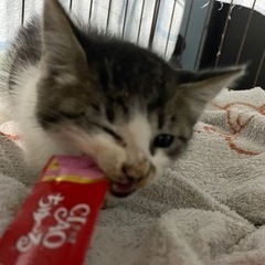 子猫ちゃん − 愛知県