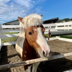 乗馬レッスン