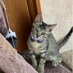 キジ女の子と黒男の子、兄と妹2ヶ月の可愛い子ちゃん💓