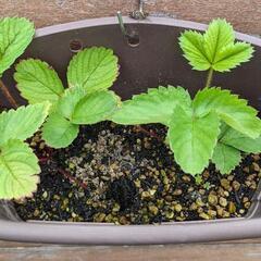 イチゴの苗 1株の画像