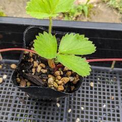 イチゴの苗 1株