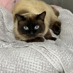 シャムっち