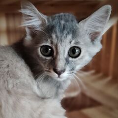 ふわふわ珍しい色の女の子