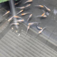 メダカの画像
