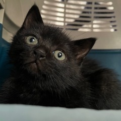里親募集　約1.5ヶ月〜2ヶ月くらい　子猫
