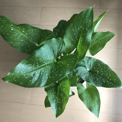 観葉植物