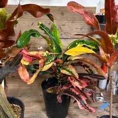 観葉植物　クロトン　もらって下さいの画像