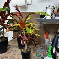 観葉植物　クロトン　もらって下さい