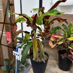 観葉植物　クロトン　もらって下さいの画像