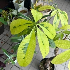 パキラ　ムーンライト　斑入りの画像