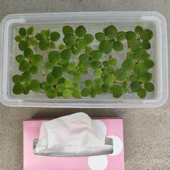 ※25日夜処分で終了※金魚やメダカの浮草