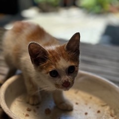 フワフワ可愛い子猫です！八代市からです。