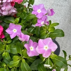 花苗差し上げます(アジサイ、日々草)の画像