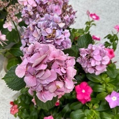 花苗差し上げます(アジサイ、日々草)の画像