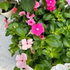 花苗差し上げます(アジサイ、日々草)の画像