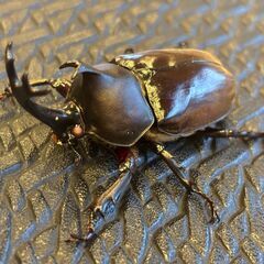 ラストチャンス！【WF1】カブトムシ成虫ピンクアイ 　