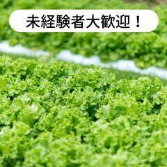 愛媛県東温市田窪でハウス内でのリーフレタスの収穫・運搬・定植作業...