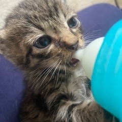 子猫４匹