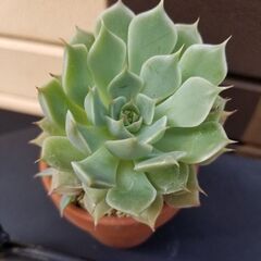 7/20まで　多肉植物　鉢ごと　　約6.5cm