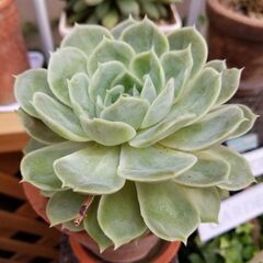 7/20まで　多肉植物　抜き苗　約13ｃｍ