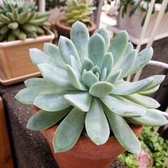 7/20まで　多肉植物　　抜き苗　特大！！　約18cm♪