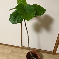 観葉植物　ウンベラータ