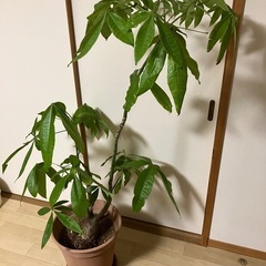 観葉植物　パキラ