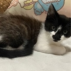 ずっとのお家の里親さんに繋がりたい💕🙏