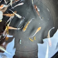 ①メダカ　MIX 20匹の画像